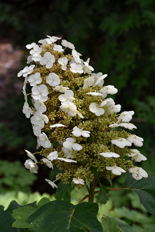 Sikes Dwarf Hydrangea