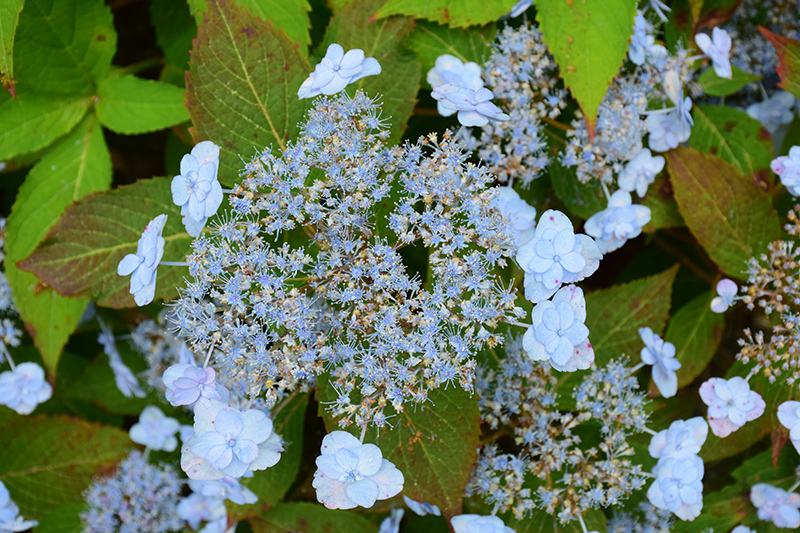 Tiny Tuff Stuff&trade; Hydrangea