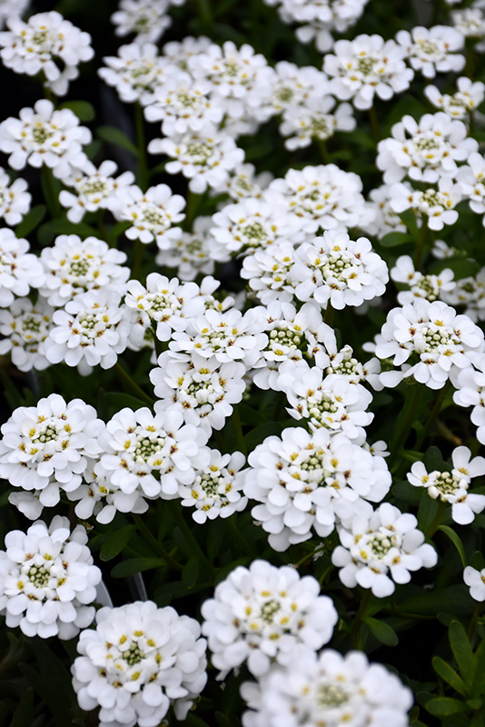 Purity Candytuft