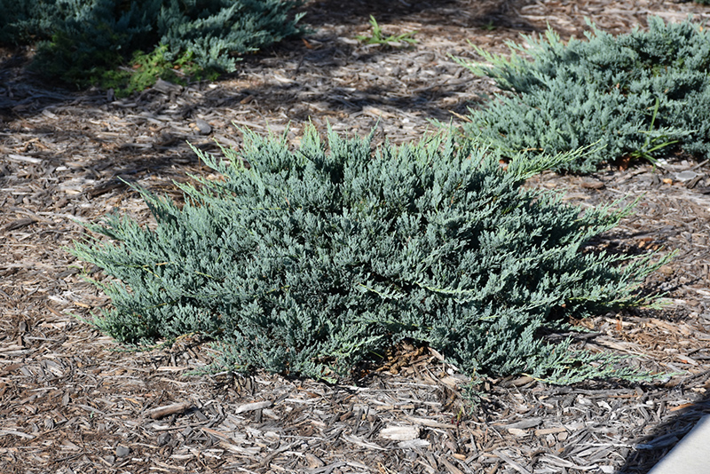 Blue Chip Juniper