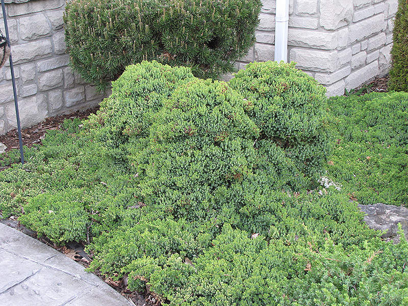 Dwarf Japgarden Juniper