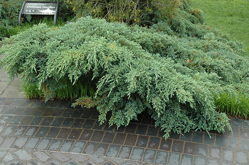 Blue Carpet Juniper