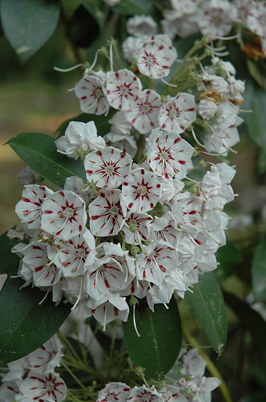 Peppermint Mountain Laurel