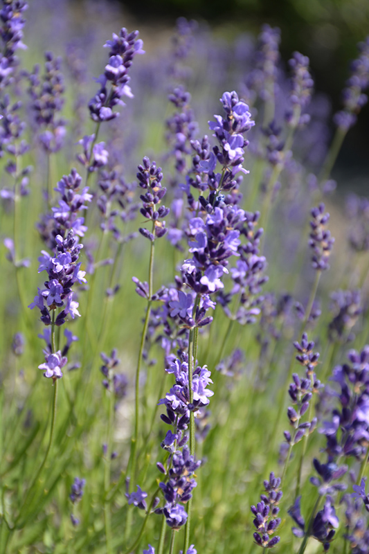 Provence Blue Lavender