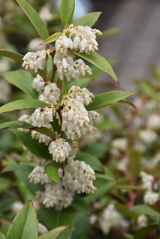 Coast Fetterbush