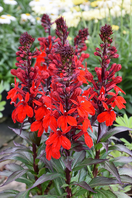 Starship&trade; Scarlet Lobelia