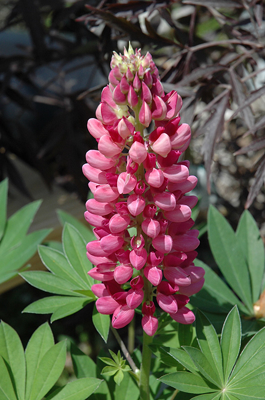 Gallery&trade; Red Lupine