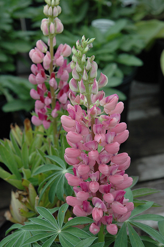 Gallery&trade; Pink Lupine