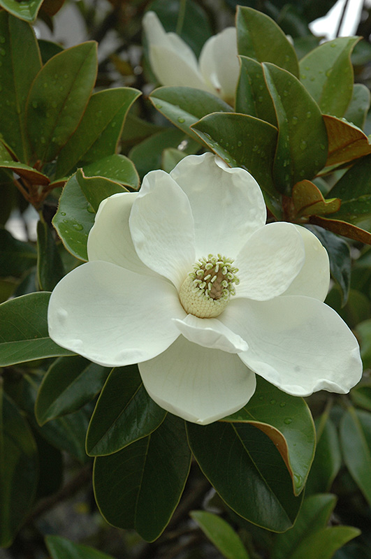 Bracken\'s Brown Beauty Magnolia
