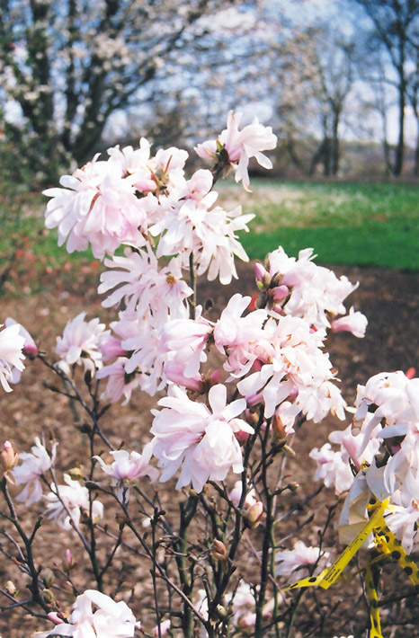 Centennial Magnolia