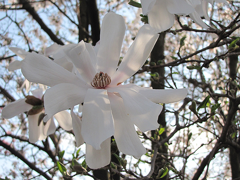 Waterlily Magnolia