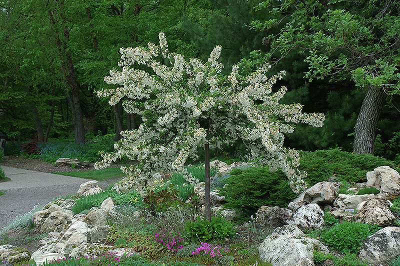 Tina Flowering Crab