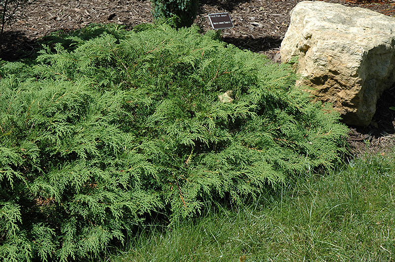 Russian Cypress