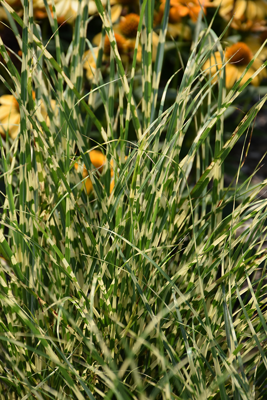 Bandwidth Maiden Grass