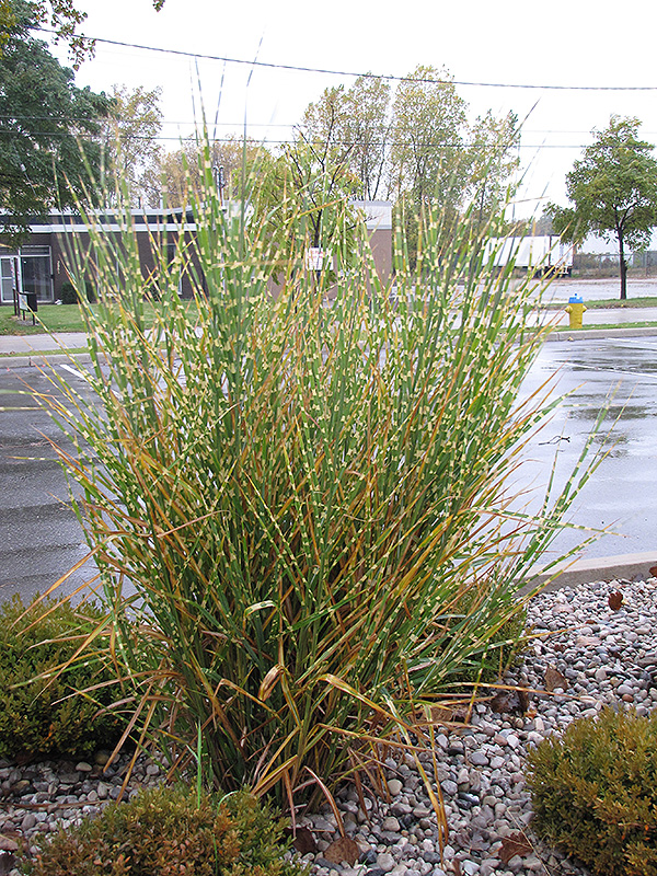 Porcupine Grass