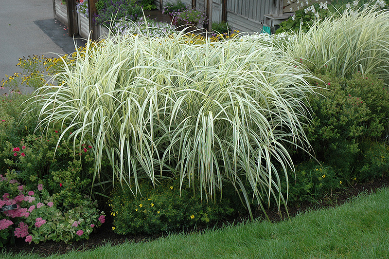 Variegated Silver Grass