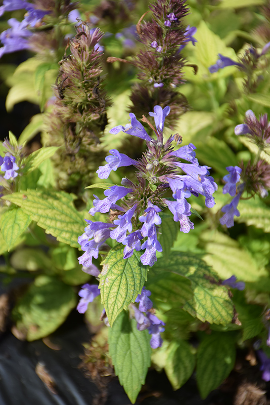 Prelude&trade; Blue Catmint
