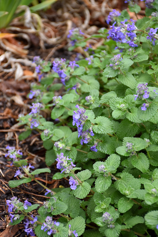 Early Bird Catmint