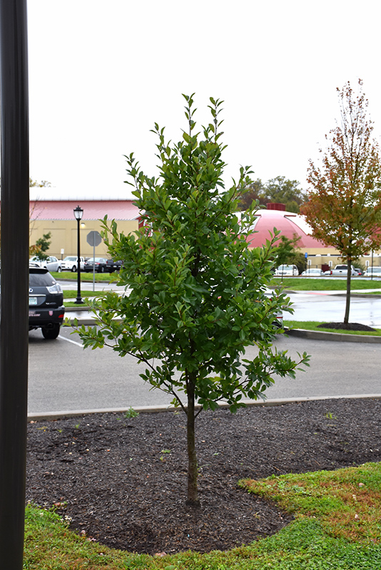 Green Gable Black Gum