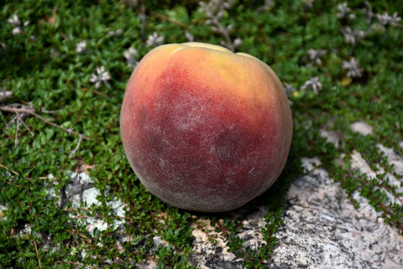 Peach Contender