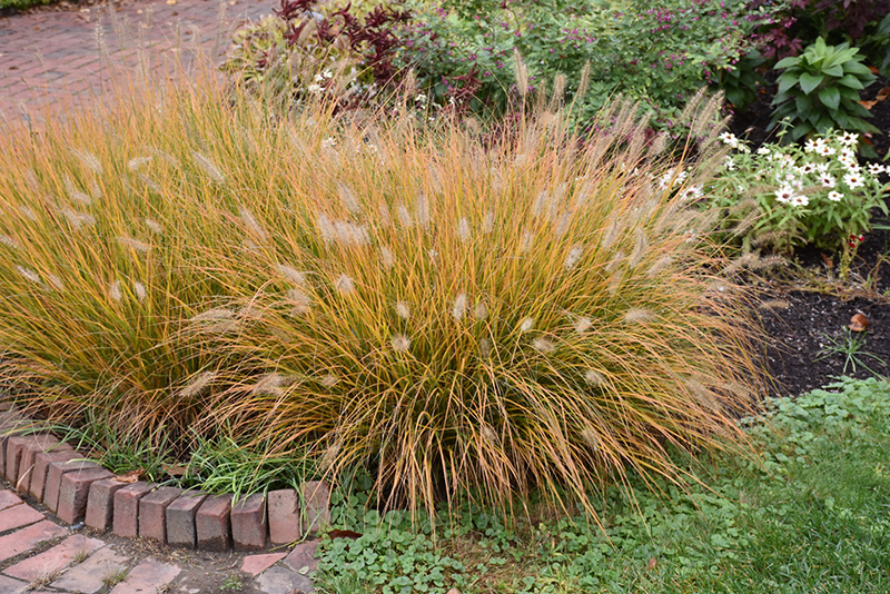 Hameln Dwarf Fountain Grass