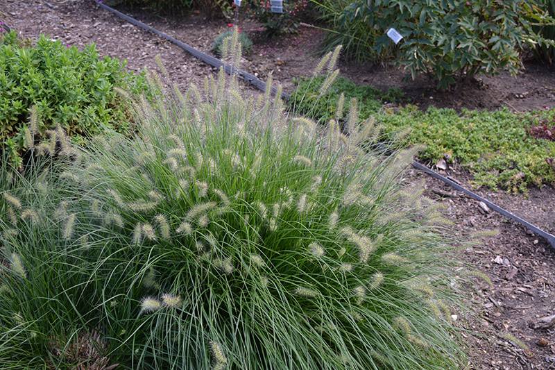 Little Bunny Dwarf Fountain Grass