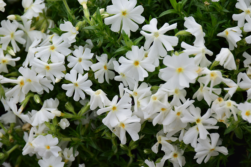 Early Spring&trade; White Moss Phlox