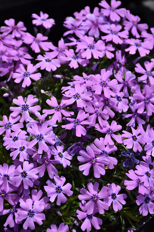 Purple Beauty Moss Phlox