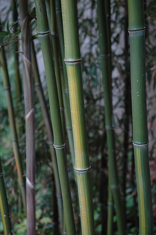 Yellow Grove Bamboo