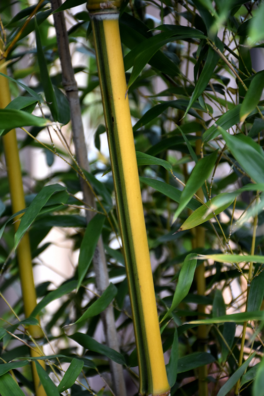 Green Stripe Bamboo