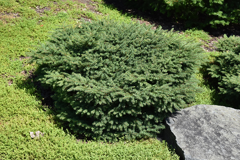 Birds Nest Spruce