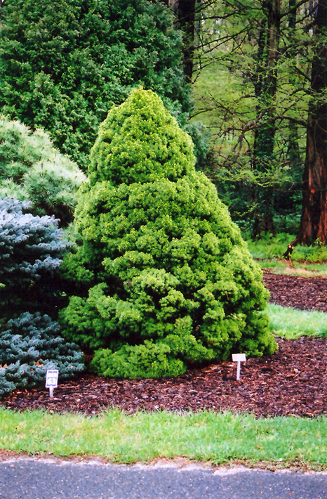 Dwarf Alberta Spruce