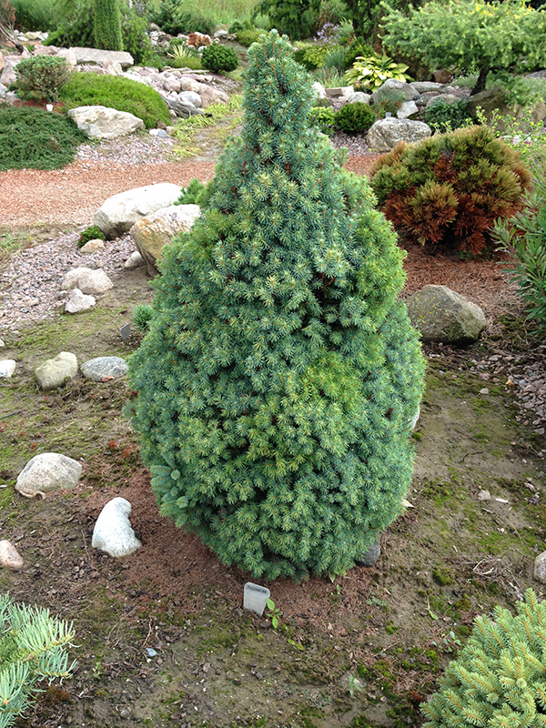 Sander's Blue Dwarf Spruce