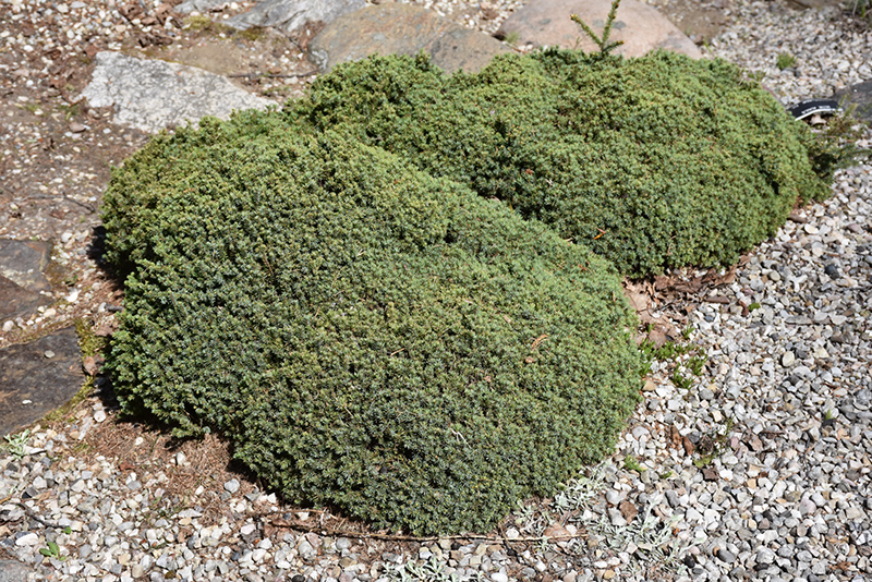 Dwarf Black Spruce