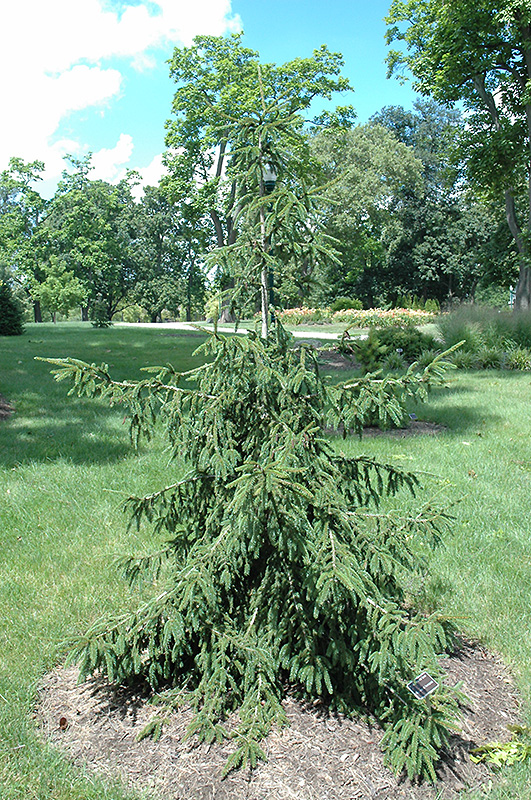 Gold Tipped Oriental Spruce