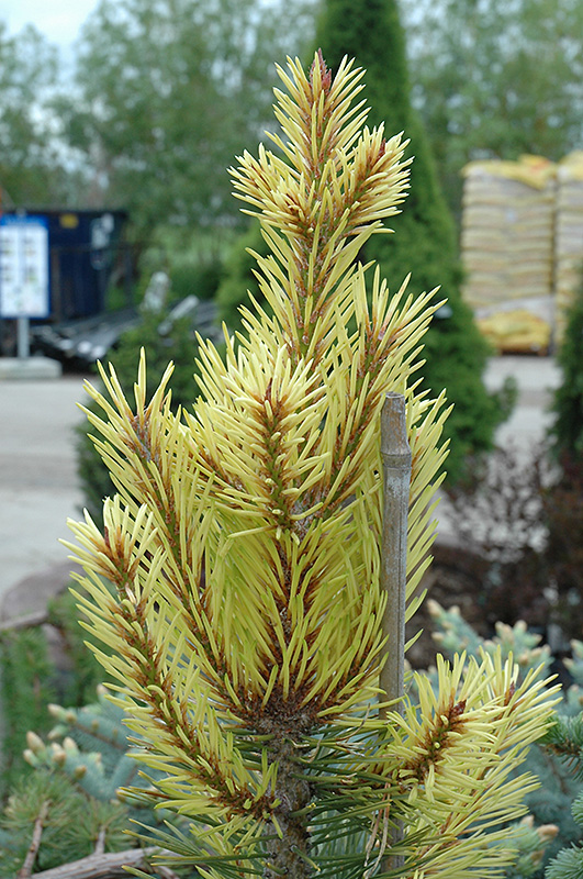 Taylor's Sunburst Lodgepole Pine