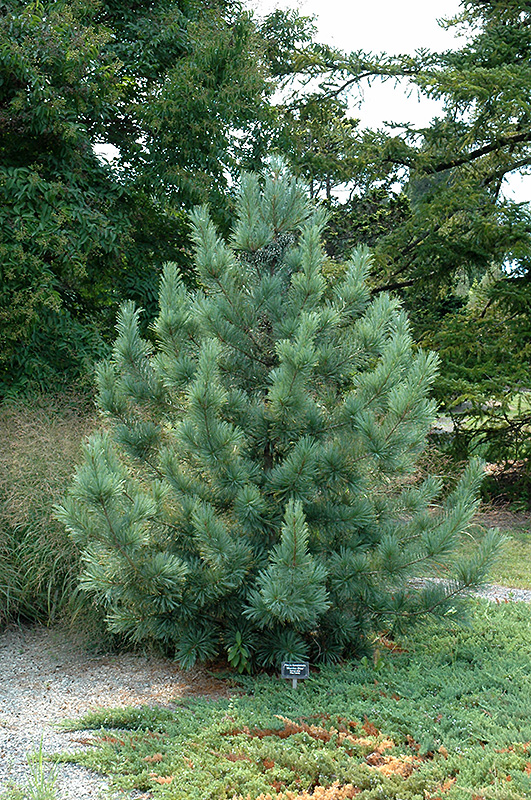 Morris Blue Korean Pine