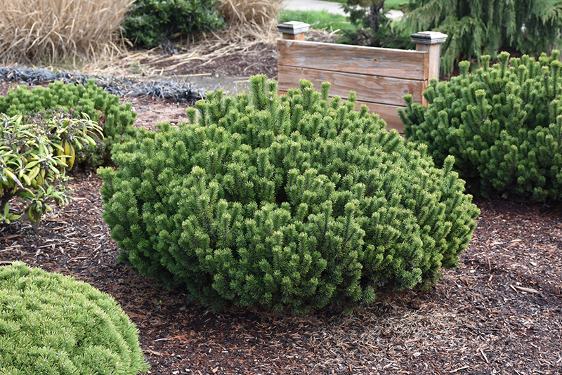 Slowmound Mugo Pine