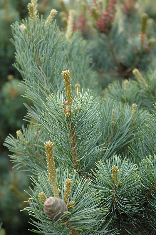 Gimborn's Ideal Japanese White Pine