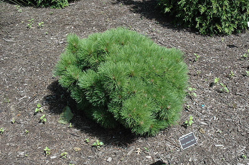 Morel Red Pine