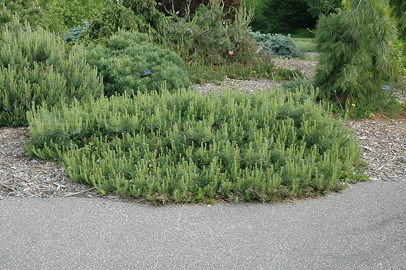 Hillside Creeper Scotch Pine