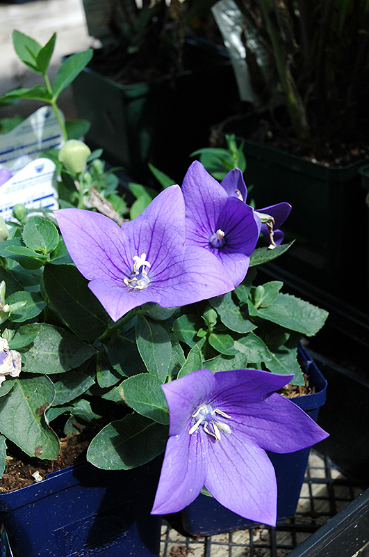 Astra Blue Balloon Flower