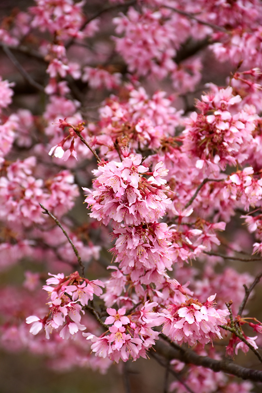 Okame Flowering Cherry