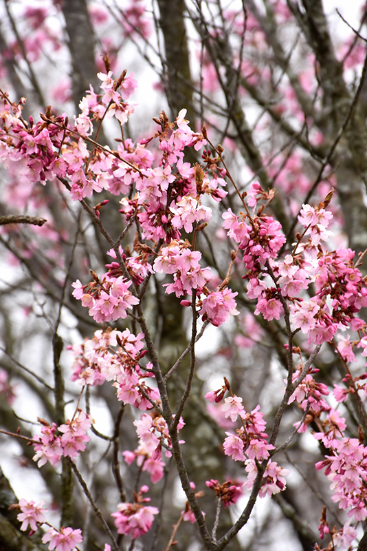 Weston Nurseries Columnar Sargent Cherry