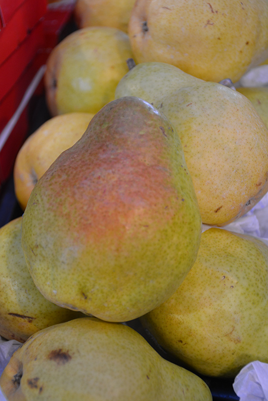 Pear Flemish Beauty