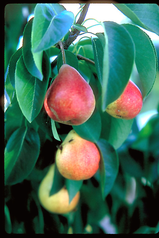 Pear Summercrisp