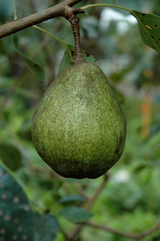 Pear Kieffer