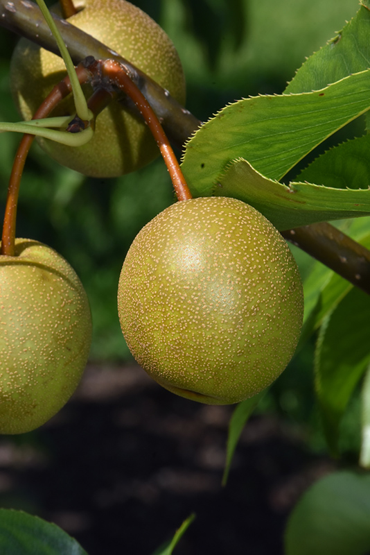 Pear Asian Hardy Giant