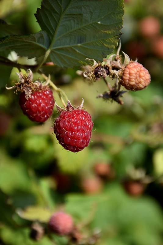 Caroline Raspberry