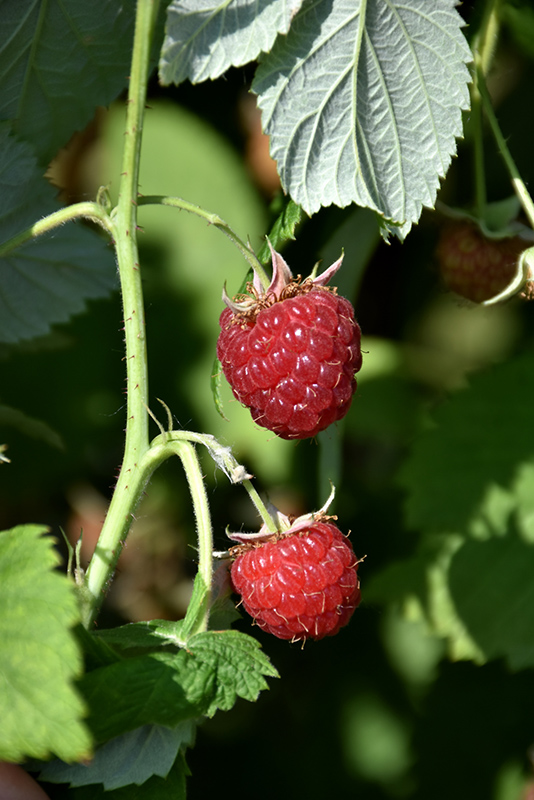 Meeker Raspberry